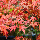 Érables du Japon Shaina - 2 plants - H 70 cm, pot Ø19 cm