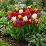 Tulipe triomphe en mélange - calibre 11/17