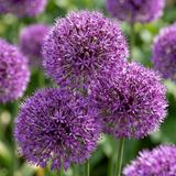 Ail d'ornement Purple Sensation - 60 bulbes