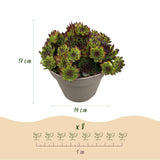 Joubarbe Big Sam - 4 plants - H 17 cm, pot Ø14 cm