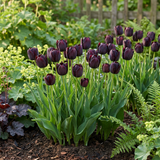 Tulipe noire