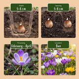 Crocus en mélange