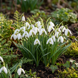 Perce-neige géant de Turquie