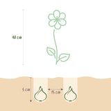 Freesia double en mélange - calibre 5/+