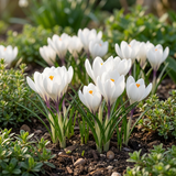 Crocus blanc à grandes fleurs