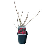 Groseillier à fleurs King Edward VII - Ribes sanguineum - H 45 cm, pot Ø17 cm