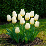 Tulipe triomphe blanche - calibre 11/12