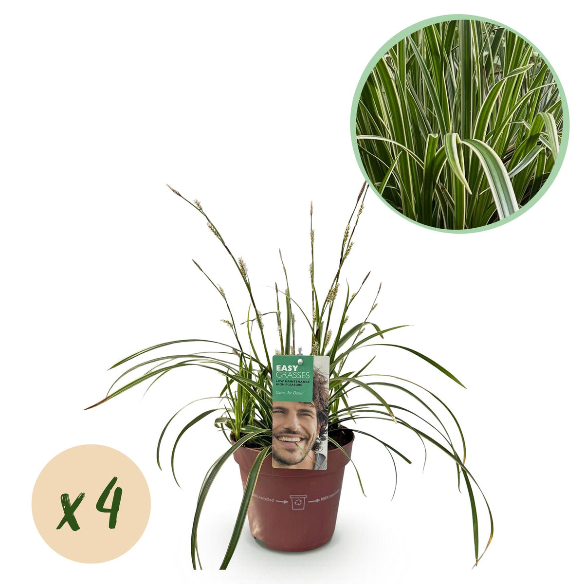 Carex Ice Dance - 4 plants - H 50 cm, pot Ø17 cm