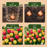 Tulipe en mélange Symbiosa - calibre 11/12