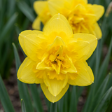 Narcisse Golden Ducat - 40 bulbes