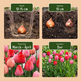 Tulipe en mélange rose et rouge