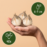 Ail d'ornement Ping Pong - calibre 6/7
