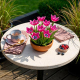 Tulipe botanique Little Beauty - calibre 6/+