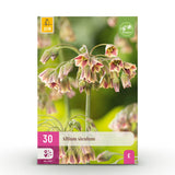 Ail de Sicile - calibre 8/10