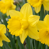 Narcisse jaune - 140 bulbes