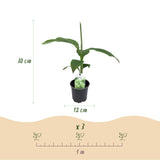 Bananier du Japon - Musa basjoo - 2 plants - H 30 cm, pot Ø12 cm