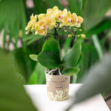 Orchidée Phalaenopsis jaune Blossom Lima - pot Ø9 cm