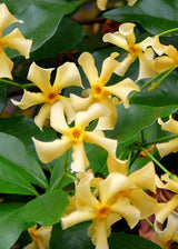 Jasmin étoilé Star of Toscana jaune - Trachelospermum - H 65 cm, pot Ø15 cm
