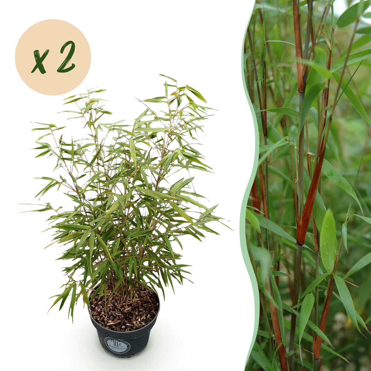 Fargesia Asian Wonder - H 80 cm, pot Ø23 cm