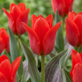 Tulipe de Greig rouge - 60 bulbes