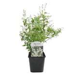 Deutzia gracilis à fleurs blanches - Deutzie - H 45 cm, pot Ø17 cm