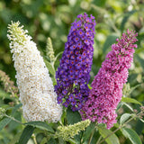 Buddleias en mélange de coloris - H 45 cm, pot Ø17 cm