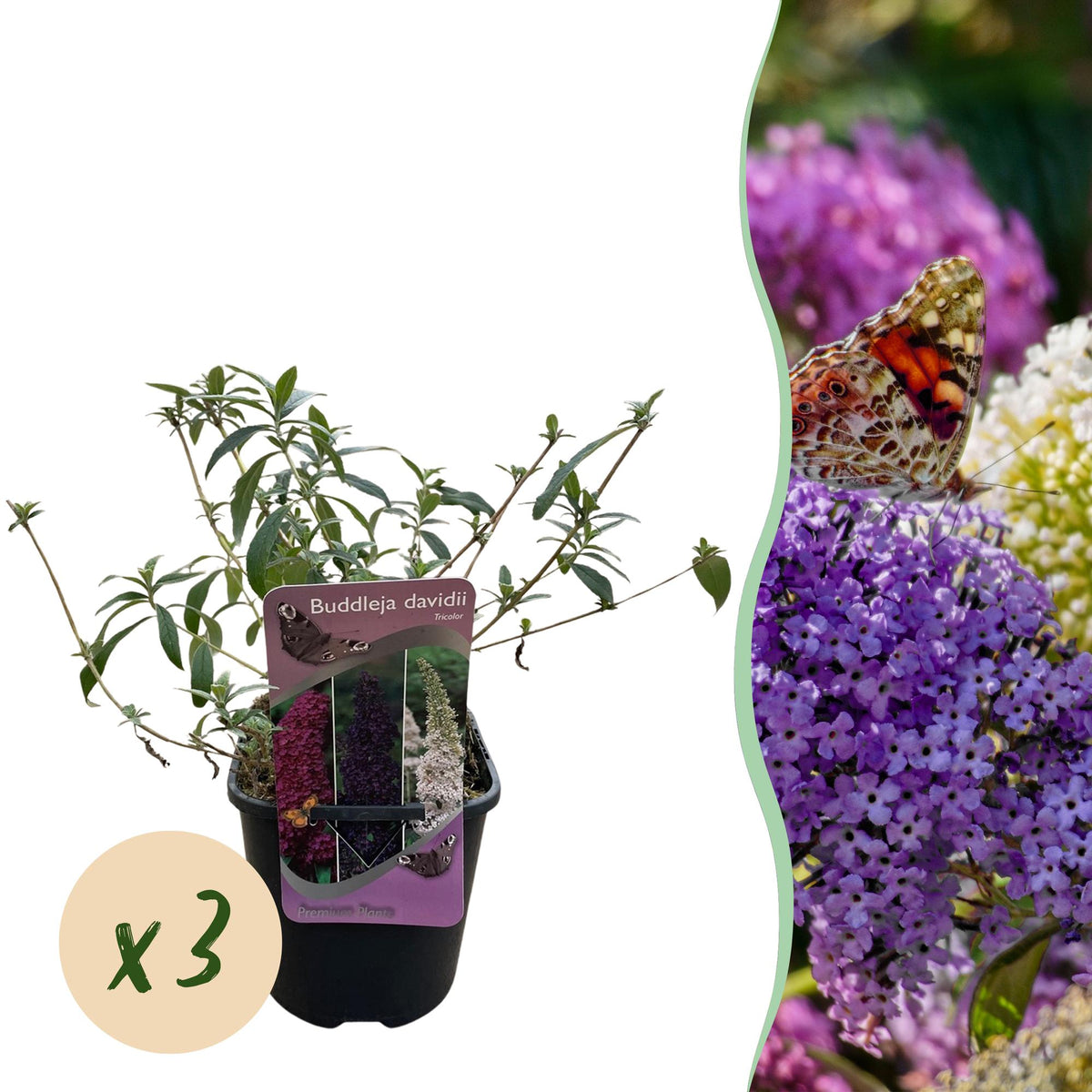 Arbre aux papillons Tricolour - Buddleja davidii - 3 plants - H 30 cm, pot Ø17 cm