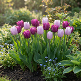 Tulipe Prince en mélange