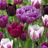 Tulipe Blueberry en mélange, grand lot