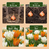Tulipe Sunbath jaune et blanc - calibre 11/12