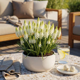 Muscari blanc White Magic - calibre 6/7