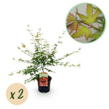 Érables du Japon Pink Dwarf - 2 plants - H 70 cm, pot Ø19 cm
