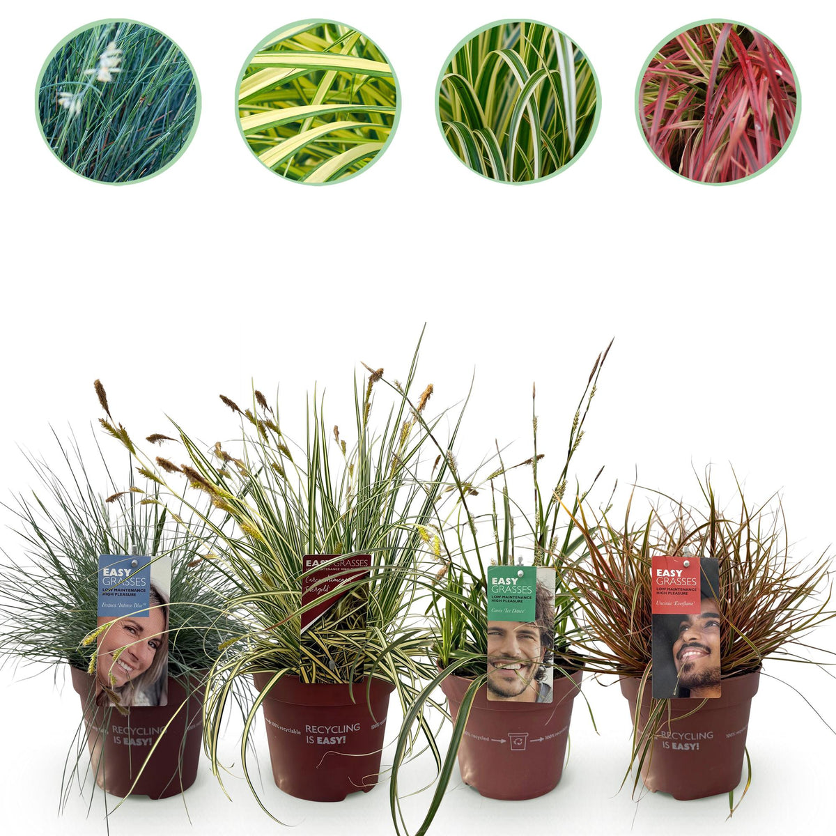 Graminées persistantes en mélange - 4 plants - H 50 cm, pot Ø17 cm