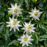 Passiflore Avalanche - 2 plants - H 40 cm, pot Ø11 cm