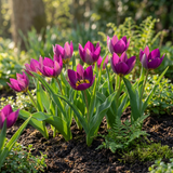 Tulipe botanique Persian Pearl