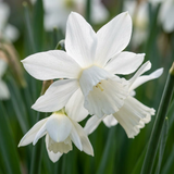Narcisse botanique blanc en mélange - 240 bulbes