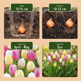 Tulipe en mélange Sorbet - calibre 11/12