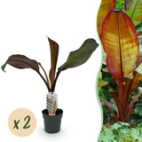 Bananier d'Abyssinie rouge Maurelii - Ensete ventricosum - 2 plants - H 30 cm, pot Ø12 cm
