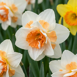 Narcisse Replete