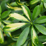 Schefflera Gold Capelle – Arbre doigt | Pot 17 cm