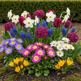 Mélange de bulbes à fleurs pour le jardin - calibre 10/12