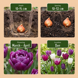 Tulipe Blueberry en mélange, grand lot