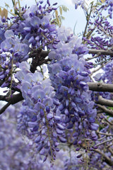 Glycines de Chine Prolific - Wisteria sinensis - 2 plants - H 65 cm, pot Ø15 cm