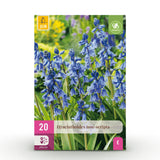 Jacinthe des bois - calibre 7/8
