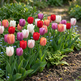 Tulipe Glowing with pride en mélange