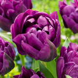 Tulipe double lilas - 48 bulbes