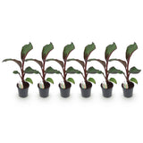 Bananier d'Abyssinie rouge Maurelii - Ensete ventricosum - 6 plants - H 40 cm, pot Ø17 cm