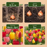 Tulipe Darwin hybride en mélange