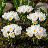 Crocus blanc - calibre 7/8