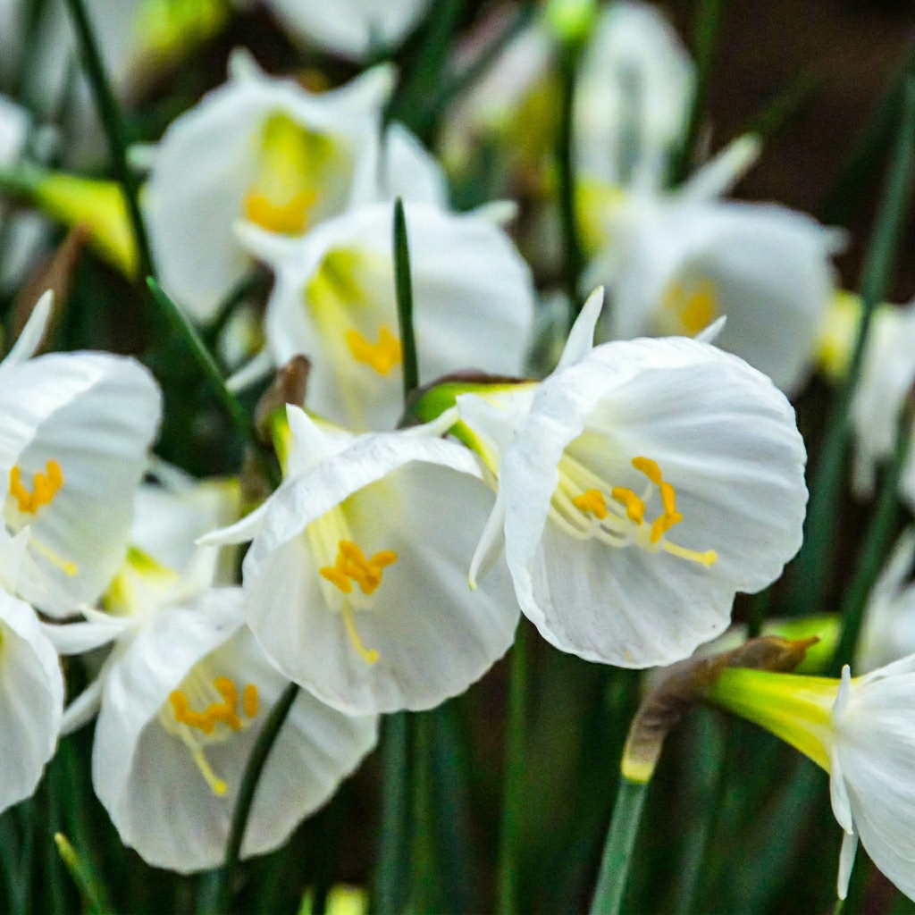 Narcisse à jupon blanc - calibre 6/8